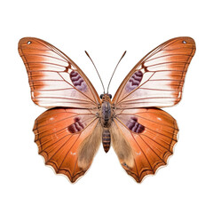 Western brown butterfly -  Heteronympha merope. Transparent PNG. Generative AI