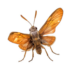 Fototapeta na wymiar Woodland skipper butterfly - Ochlodes sylvanoides. Transparent PNG. Generative AI