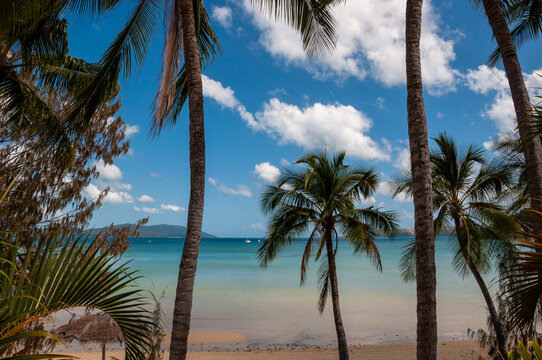 Palm Trees, Whitsunday Islands, Queensland