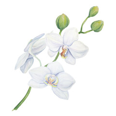 Fototapeta na wymiar White orchid flower. Delicate realistic botanical watercolor hand drawn illustration. Clipart for wedding invitations, decor, textiles, gifts, packaging and floristry.