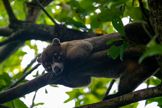 Playa Maroma - White Nosed Coati