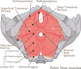 骨盤底筋群、pelvic floor muscles