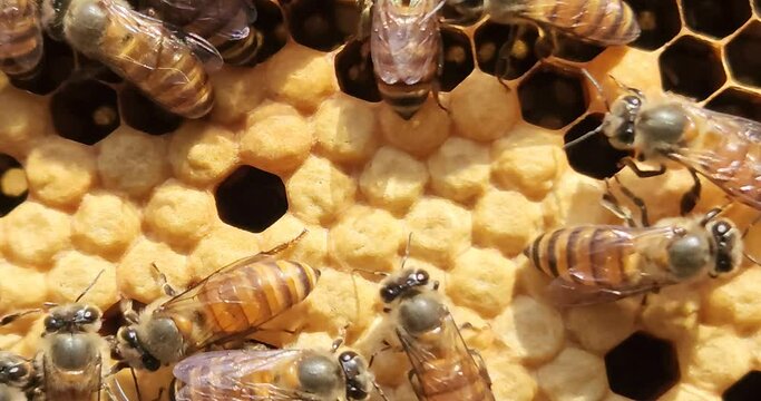 Apis cerana indica Bees. A honey bee colony, a honeycomb close up, beehive, beekeeping concept