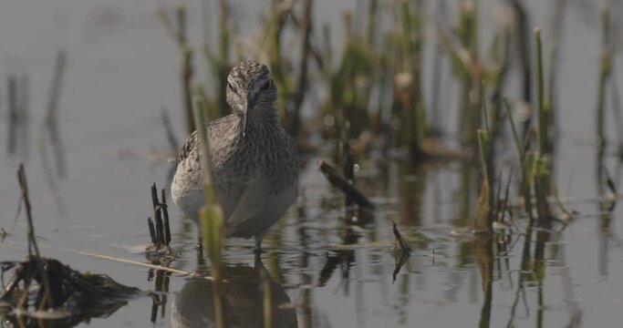 Ruff Calidris Pugnax Looking For Food In A Puddle Close-Up Image