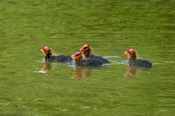 Vier Blässhuhn Küken (Fulica atra) schwimmen im grünen Wasser eines Sees - Baden-Württemberg,...