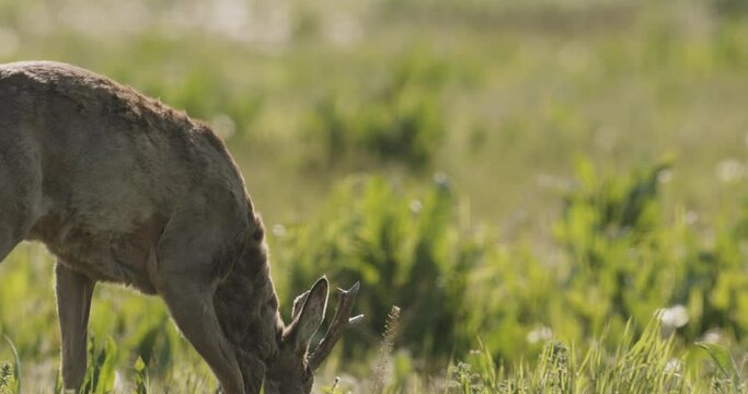 Roe Deer Capreolus Capreolus Doe Feeding And Looking Around On Meadow Close Up Image