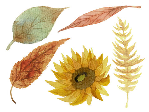 Watercolor illutration painting drawing seasonal flower pumpkin foliage leaf