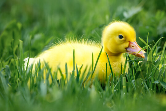 Little baby duck in the grass, duckling close-up