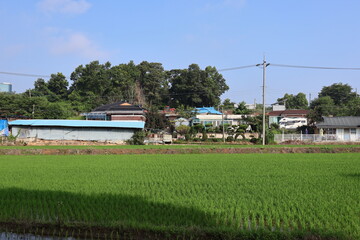 Obraz premium 한국의 소규모 논