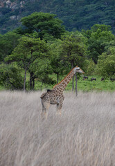 An adult giraffe in tall grass in a national park in Zimbabwe