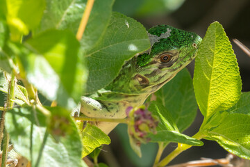 Tulum - Archeological Site - Young black spiny-tailed iguana (Ctenosaura similis)