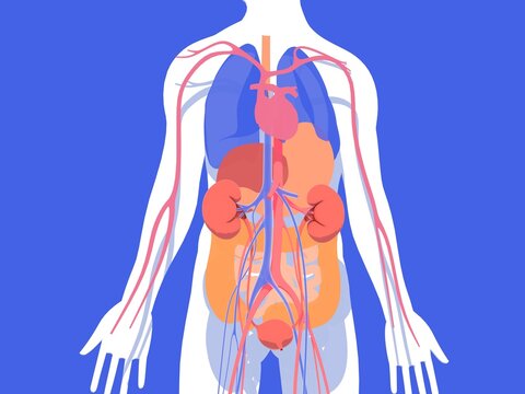 3d illustration of the internal organs of the human anatomy, highlighting the kidneys in relief. Transparent image with flat colors on a blue background.