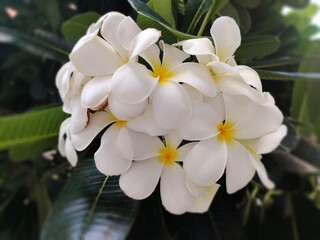 Obraz premium white frangipani flower