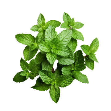 Mint Leaves Isolated On White