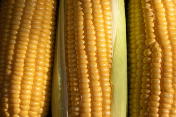 Fresh corn peeled, fleshy yellow in a row, taken closely, clearly visible in detail.