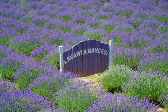 View of gate as decoration in lavender garden in Sakarya, Turkey. (Lavanta bah&ccedil;esi is lavender garden in Turkish)