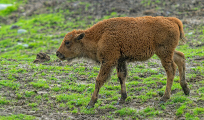 Fototapeta premium young Buffalo