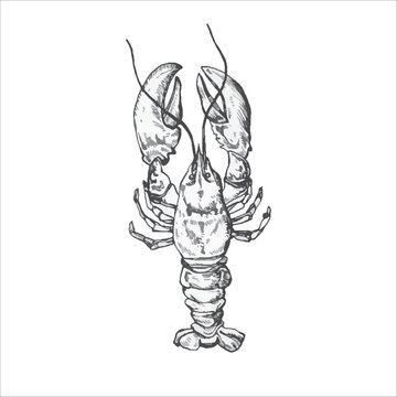 Handdrawn crayfish illustration, crayfish drawing, artwork, sushi, fish, design, sea animal
