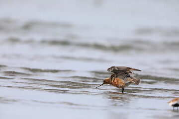 Bar-tailed Godwit (Limosa lapponica) in Japan
