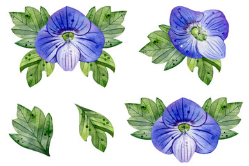 Watercolor set of bright beautiful blue flowers. isolated illustration on white background. wildflowers. Compositions of flowers for invitations, postcards,greeting cards, covers