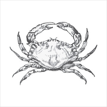 Handdrawn crab illustration, crab drawing, artwork, sushi, fish, design, sea animal