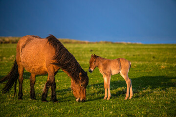 Icelandic Horses in Pastoral Icelandic Landscape