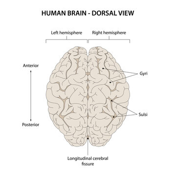 Human brain. Dorsal view.
