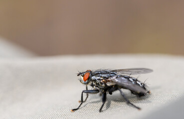 Stubenfliege, makro, seitlich