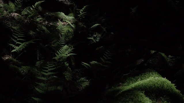 Komorebi. Sunlight passing through the leaves and illuminating a fern in the forest of Aokigahara, Japan.