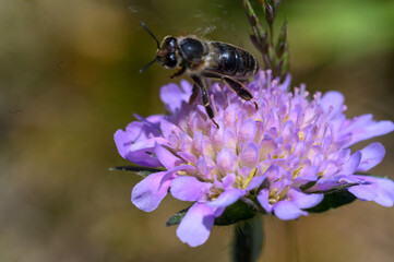Biene auf Kleeblüte