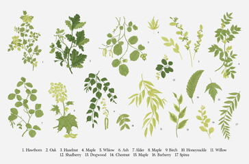 Green Leaves. Set. Vector vintage illustration. - 616171586