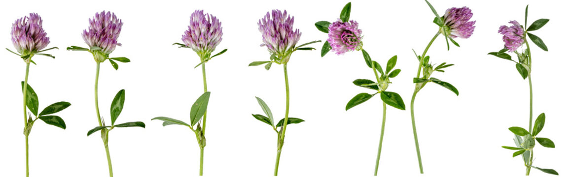 Macro photography with red clover flowers isolated on transparent background.