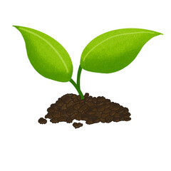 plant growing from soil