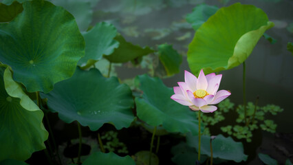 a pink lotus flower with green leaves