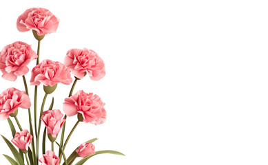 Obraz na płótnie Canvas pink carnation flowers isolated on white background