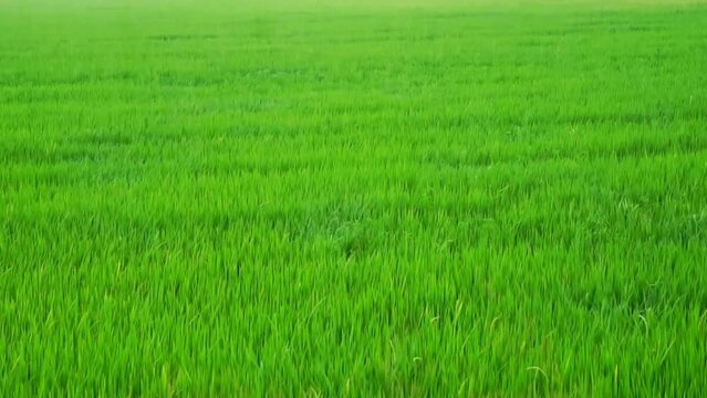 green rice fields that are swaying on the days of stormy winds.	
