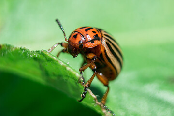 Colorado potato beetle on a green leaf with low depth of field