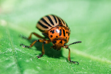 Colorado potato beetle on a green leaf with low depth of field