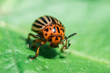 Colorado potato beetle on a green leaf with low depth of field