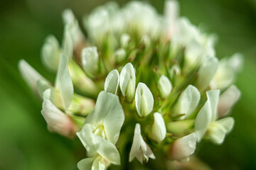 Clover flower close-up with low depth of field. Natal background