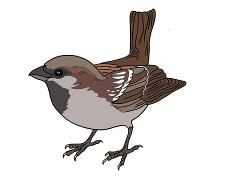 The house sparrow (Passer domesticus), also called pardal or chilero, They are small, active birds found in various parts of the world, especially in urban and rural areas.
