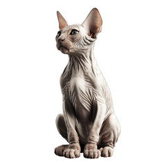 Obraz premium Sphynx cat isolated on transparent background.