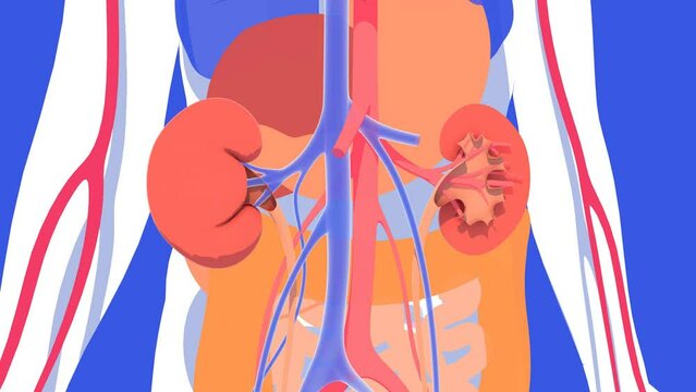 3d animation of the kidneys and urinary system in relief. On the internal organs of the human anatomy. Transparent image moving in space, with flat colors.