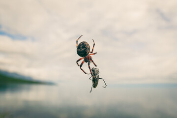Wide angle close-up of Araneus diadematus (European garden spider, diadem spider, orangie, cross spider) preying on Leptura mimica beetle caught in web. Lake Baikal. Background blur, wildlife photo