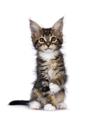 Super sweet classic brown tabby with white Maine Coon cat kitten, sitting up facing front withone paw lifted in air. Looking straight to camera with brown eyes. Isolated on a white background.