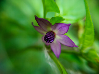 Purple flower closeup