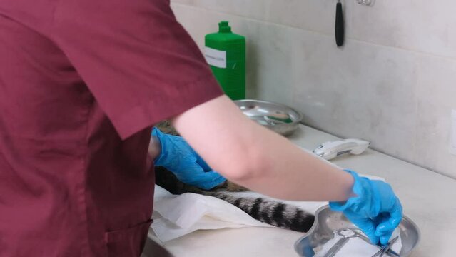 Sterilization of cat's testicles. A veterinarian in gloves makes an incision with scissors Castration on the male organs of animals
