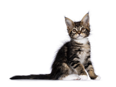 Super sweet classic brown tabby with white Maine Coon cat kitten, sitting up side ways. Looking straight to camera with mesmerising brown eyes. Isolated on a white background.