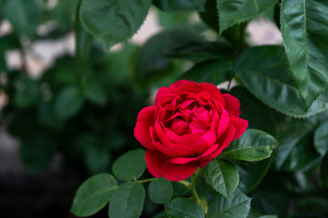Red roses. Bush in the garden. Rosebud. Summer flower petals. Rose bud in nature. Branch and leaves. Botanical plant.