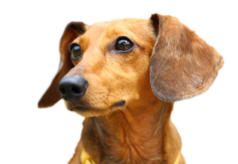 dachshund dog isolated on white